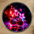 Magnet Cerise