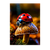 Poster Coccinelle