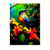 Poster Colibris